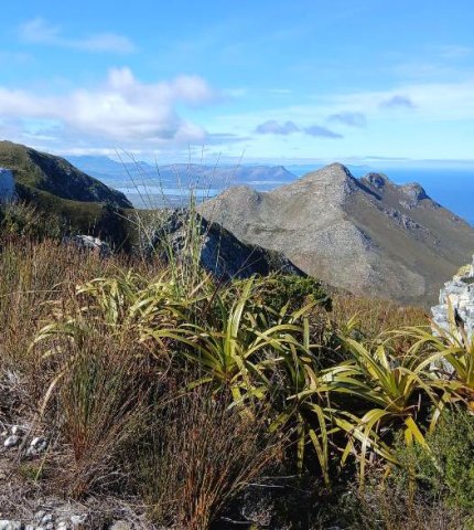 Tetraria thermalis, the bergpalmiet above Hermanus